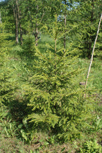 Load image into Gallery viewer, Norway Spruce | Small Tree Seedling | The Jonsteen Company
