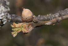 Load image into Gallery viewer, Oregon White Oak | The Jonsteen Company