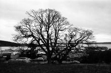 Load image into Gallery viewer, Oregon White Oak | The Jonsteen Company