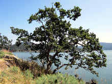 Load image into Gallery viewer, Oregon White Oak | The Jonsteen Company