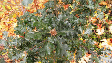 Load image into Gallery viewer, Oregon White Oak | The Jonsteen Company