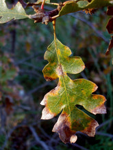 Load image into Gallery viewer, Oregon White Oak | The Jonsteen Company