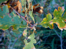Load image into Gallery viewer, Oregon White Oak | The Jonsteen Company