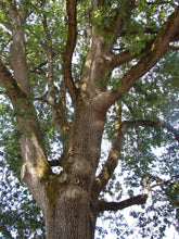 Load image into Gallery viewer, Oregon White Oak | The Jonsteen Company