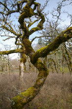 Load image into Gallery viewer, Oregon White Oak | The Jonsteen Company