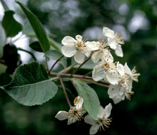 Load image into Gallery viewer, Pacific Crabapple | Medium Tree Seedling | The Jonsteen Company