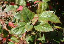 Load image into Gallery viewer, Pacific Crabapple | Medium Tree Seedling | The Jonsteen Company