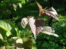 Load image into Gallery viewer, Pacific Crabapple | Medium Tree Seedling | The Jonsteen Company