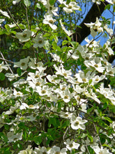 Load image into Gallery viewer, Pacific Dogwood | Seed Grow Kit | The Jonsteen Company