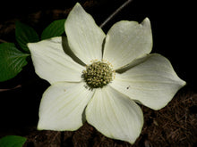 Load image into Gallery viewer, Pacific Dogwood | Seed Grow Kit | The Jonsteen CompanyPacific Dogwood | Seed Grow Kit | The Jonsteen Company