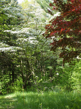 Load image into Gallery viewer, Pacific Dogwood | Seed Grow Kit | The Jonsteen Company