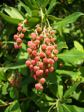 Load image into Gallery viewer, Pacific Madrone | Small Tree Seedling | The Jonsteen Company