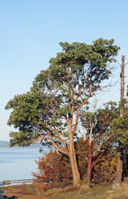 Load image into Gallery viewer, Pacific Madrone | Small Tree Seedling | The Jonsteen Company