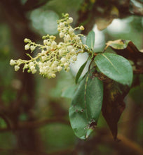 Load image into Gallery viewer, Pacific Madrone | Medium Tree Seedling | The Jonsteen Company