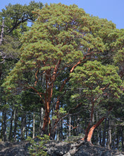 Load image into Gallery viewer, Pacific Madrone | Small Tree Seedling | The Jonsteen Company