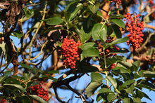 Load image into Gallery viewer, Pacific Madrone | Small Tree Seedling | The Jonsteen Company