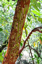Load image into Gallery viewer, Pacific Madrone | Small Tree Seedling | The Jonsteen Company
