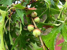 Load image into Gallery viewer, Pin Oak | Medium Tree Seedling | The Jonsteen Company