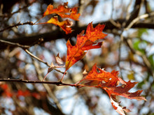 Load image into Gallery viewer, Pin Oak | Medium Tree Seedling | The Jonsteen Company