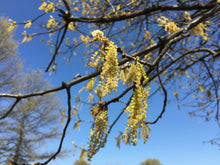 Load image into Gallery viewer, Pin Oak | Medium Tree Seedling | The Jonsteen Company