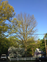 Load image into Gallery viewer, Pin Oak | Medium Tree Seedling | The Jonsteen Company