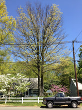 Load image into Gallery viewer, Pin Oak | Medium Tree Seedling | The Jonsteen Company