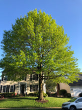Load image into Gallery viewer, Pin Oak | Medium Tree Seedling | The Jonsteen Company