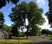 Load image into Gallery viewer, Pin Oak | Medium Tree Seedling | The Jonsteen Company