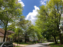 Load image into Gallery viewer, Pin Oak | Medium Tree Seedling | The Jonsteen Company