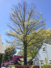 Load image into Gallery viewer, Pin Oak | Medium Tree Seedling | The Jonsteen Company