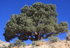 Piñon Pine | Seed Grow Kit | The Jonsteen Company