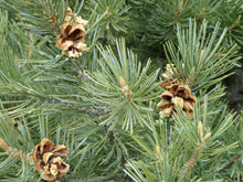 Load image into Gallery viewer, Piñon Pine | Seed Grow Kit | The Jonsteen Company