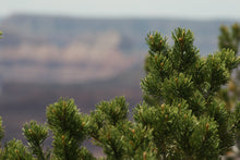 Load image into Gallery viewer, Piñon Pine | Seed Grow Kit | The Jonsteen Company
