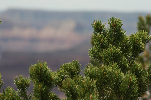 Piñon Pine | Seed Grow Kit | The Jonsteen Company