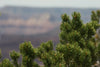 Piñon Pine | Seed Grow Kit | The Jonsteen Company