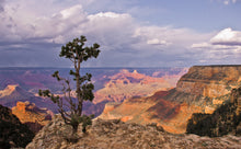 Load image into Gallery viewer, Piñon Pine | Seed Grow Kit | The Jonsteen Company