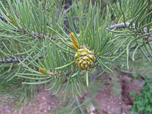 Load image into Gallery viewer, Piñon Pine | Pinus monophylla | Small Tree Seedling | The Jonsteen Company