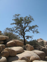 Load image into Gallery viewer, Piñon Pine | Pinus monophylla | Small Tree Seedling | The Jonsteen Company