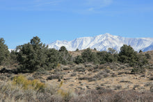 Load image into Gallery viewer, Piñon Pine | Pinus monophylla | Small Tree Seedling | The Jonsteen Company