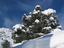 Load image into Gallery viewer, Piñon Pine | Pinus monophylla | Small Tree Seedling | The Jonsteen Company
