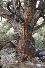 Load image into Gallery viewer, Piñon Pine | Pinus monophylla | Small Tree Seedling | The Jonsteen Company