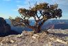 Piñon Pine | Seed Grow Kit