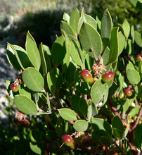 Load image into Gallery viewer, Pointleaf Manzanita | Mini-Grow Kit | The Jonsteen Company