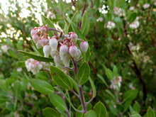 Load image into Gallery viewer, Pointleaf Manzanita | Mini-Grow Kit | The Jonsteen Company