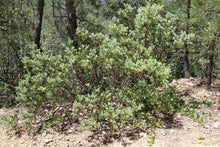 Load image into Gallery viewer, Pointleaf Manzanita | Mini-Grow Kit | The Jonsteen Company