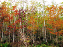 Load image into Gallery viewer, Pond Cypress | Medium Tree Seedling | The Jonsteen Company