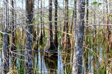 Load image into Gallery viewer, Pond Cypress | Medium Tree Seedling | The Jonsteen Company