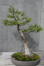 Load image into Gallery viewer, Pond Cypress | Medium Tree Seedling | The Jonsteen Company