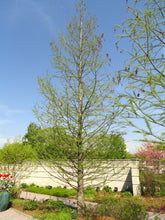 Load image into Gallery viewer, Pond Cypress | Medium Tree Seedling | The Jonsteen Company