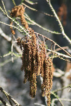 Load image into Gallery viewer, Pond Cypress | Medium Tree Seedling | The Jonsteen Company
